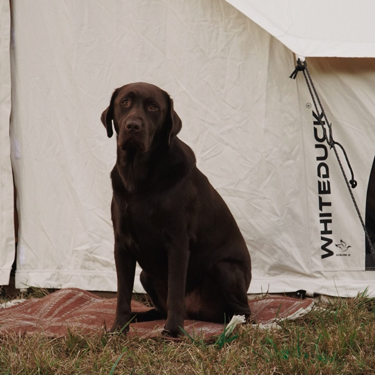 WhiteDuck Outdoors 13' Avalon Bell Tent | Luxury 4-Season Canvas Tent