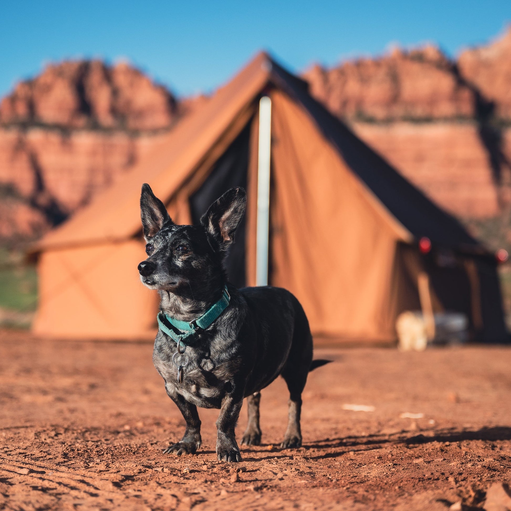 Dog standing in front of a tent with red rock formations in the background